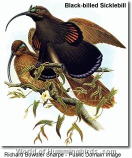 Hummingbird Garden Catalog: Black-Billed Hermit